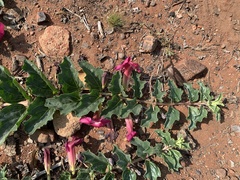 Harpagophytum zeyheri