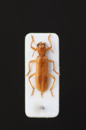 Clairon pâle