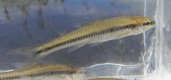 Notropis heterolepis