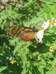 Dircenna kolijkensis