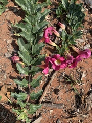 Harpagophytum zeyheri