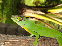 Cuvier's Anole photo 3
