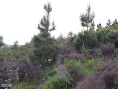 Pinus