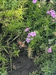 Macroglossum stellatarum