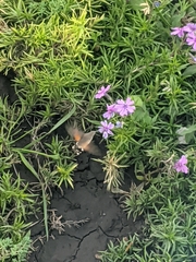 Macroglossum stellatarum