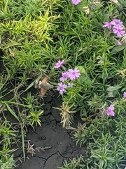 Macroglossum stellatarum