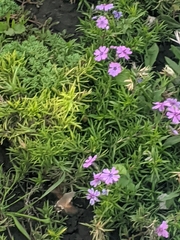 Macroglossum stellatarum