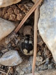 Ronisia