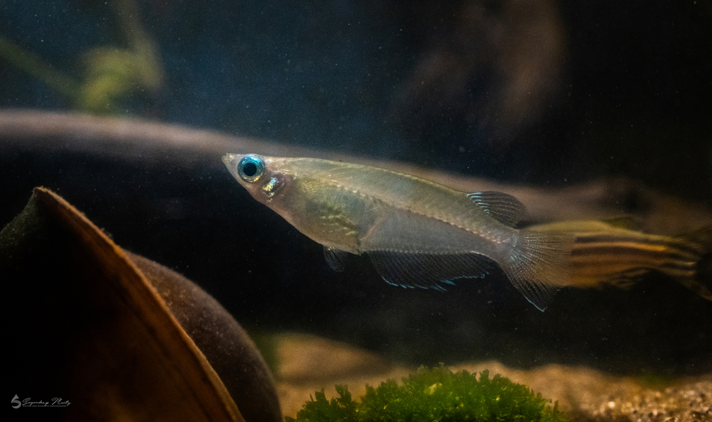 Indian Ricefish