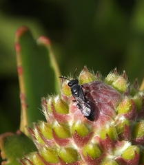 Leucospermum glabrum