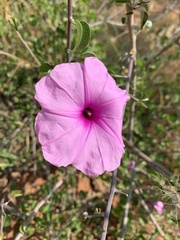 Ipomoea holubii