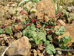 Sanicula saxatilis