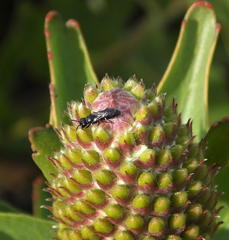 Leucospermum glabrum