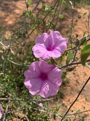 Ipomoea holubii