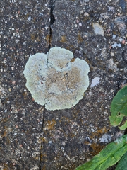 Protoparmeliopsis muralis