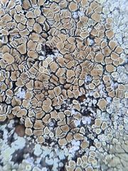 Protoparmeliopsis muralis