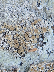 Protoparmeliopsis muralis