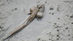 Periophthalmodon schlosseri