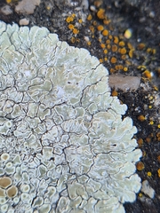 Protoparmeliopsis muralis