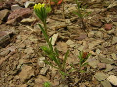 Rigiopappus leptocladus