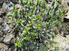Pteronia fasciculata
