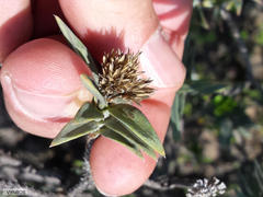 Pteronia fasciculata