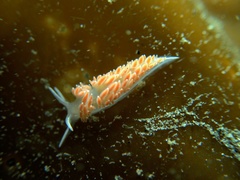 Coryphellidae