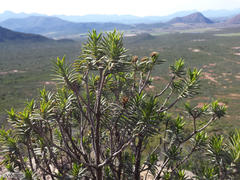 Pteronia fasciculata