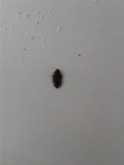 Cimex lectularius
