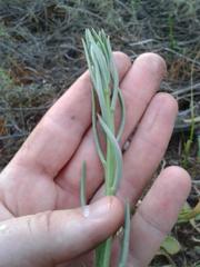 Tylecodon grandiflorus