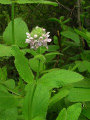 Stachys pycnantha