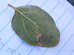 Vanguerieae