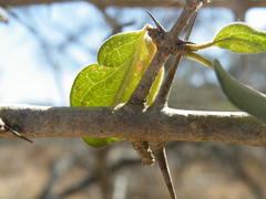 Vanguerieae