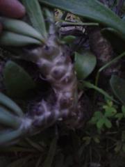 Tylecodon grandiflorus