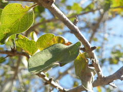 Vanguerieae
