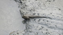 Periophthalmodon schlosseri