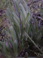 Tylecodon grandiflorus