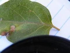 Vanguerieae