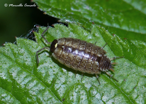 Common Striped Woodlouse, photo 3 of 9