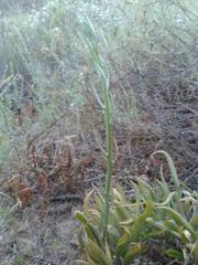 Tylecodon grandiflorus