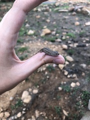 Sceloporus tristichus