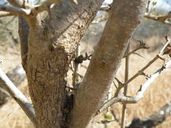 Vanguerieae