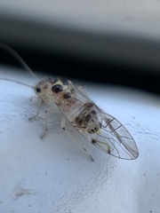 Teliapsocus