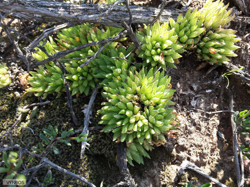 Haworthia reticulata