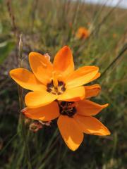 Ixia maculata