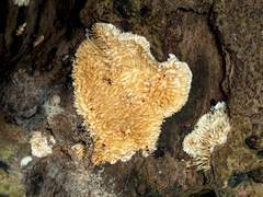 Protohydnum sclerodontium