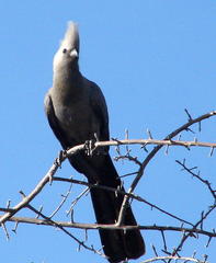 Corythaixoides concolor pallidiceps