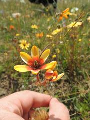 Ixia maculata