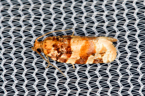 Kimball's Leafroller Moth photo 3
