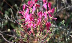 Pelargonium incrassatum